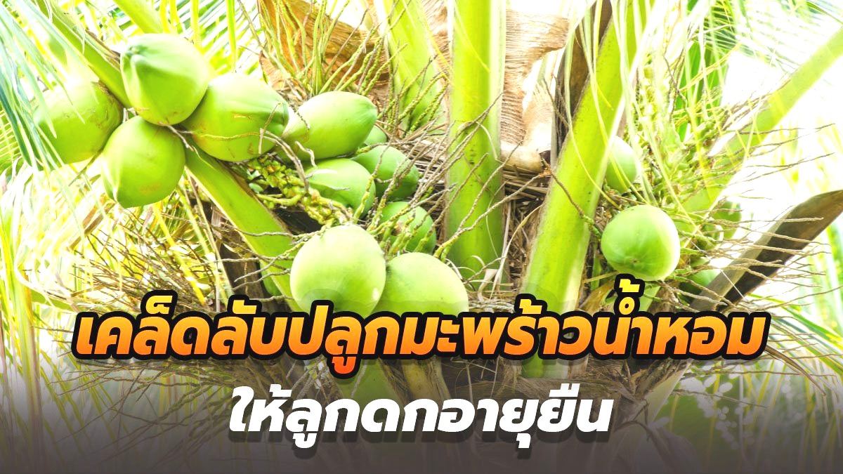  วิธีปลูกมะพร้าวน้ำหอม Illustration 