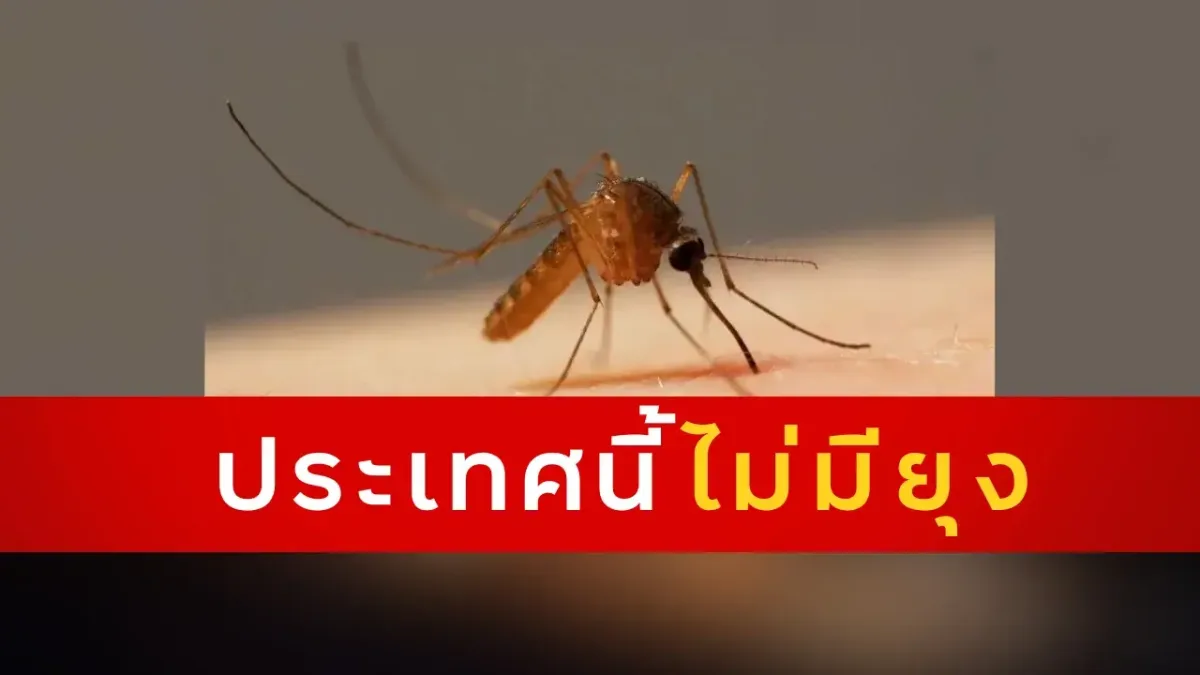  ยุงลาย Bildidee 