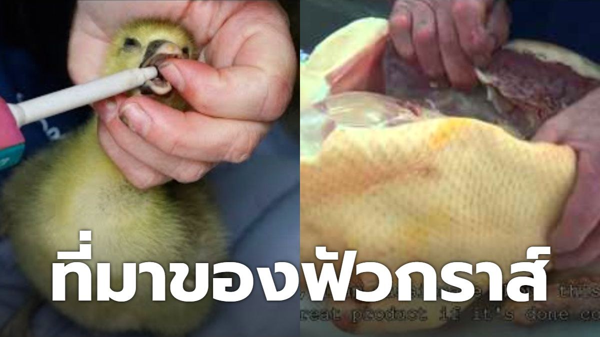 การบังคับป้อนอาหารเป็ด-ห่านเพื่อเอาตับ 488388807043998927-blid-1486896040495236886